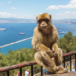 Maimuta din Gibraltar
