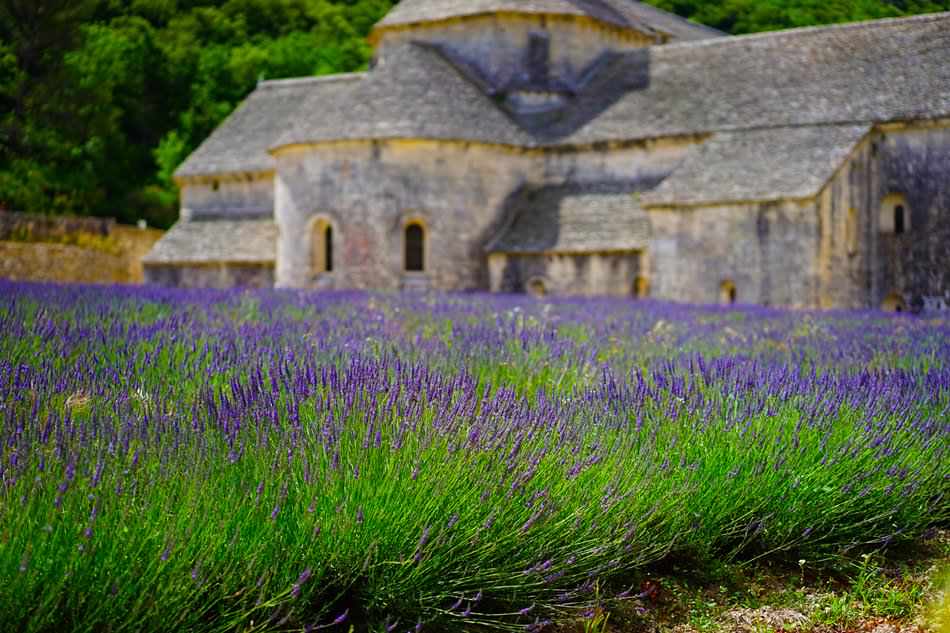 Provence, câmp lavanda